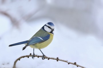 Cute eurasian blue tit sitting on the branch. Wildlife scene from nature. Song bird in the winter. Parus caeruleus.
