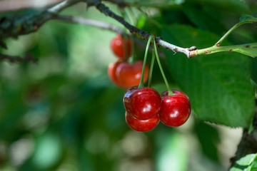 sweet cherry close up