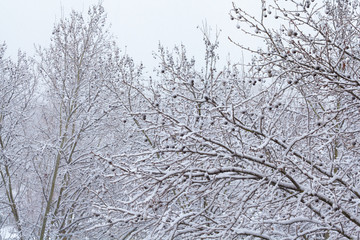 Branches against the sky after a snowfall