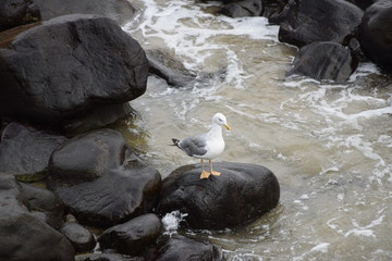 Obraz premium Seagull on the beach among the black rocks
