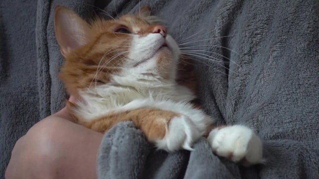 lovely red cat in her hands