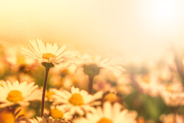 Beautiful daisy flower on wild field in sunset light. Soft focus nature background. Delicate pastel toned image. Greeting card template. Nature background. Copy space