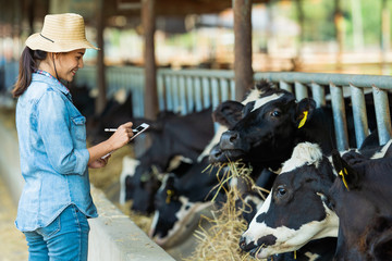 Farmer have recording details on the tablet of each cow on the farm.