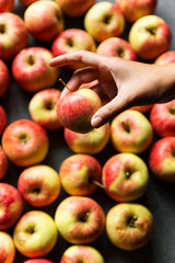 Young girl holding small gala apple that is ready to be eaten. 