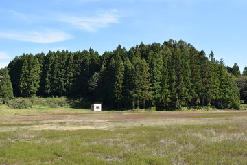 Obraz premium スギ林