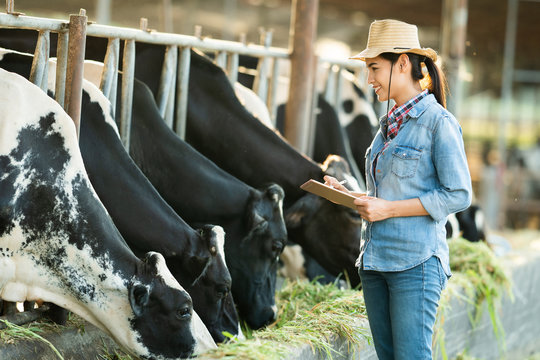 Farmer have recording details on the tablet of each cow on the farm.