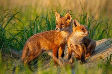 Red fox, vulpes vulpes, small young cubs near den curiously weatching around. Cute little wild predators in natural environment. Brotherhood of animlas in wilderness.