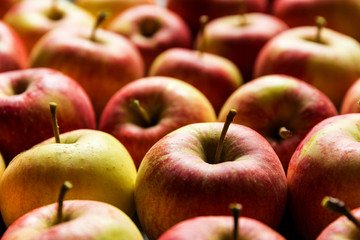 Royal gala apples glowing in natural light.