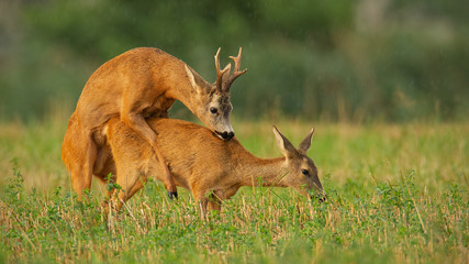 Roe deer, capreolus capreolus, couple copulating at evening light during summer rain. Wild animals reproducing. Mammals having sex. Mating behaviour during rutting season in wilderness.