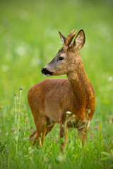 Cute roe deer, capreolus capreolus, buck in summer. Wildlife scenery of deer with vivid green blurred background. Wild animal during a fresh summer. Vertically composed portrait of animal.