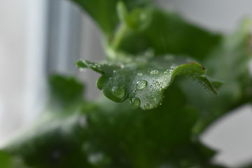 water drops on a leaf