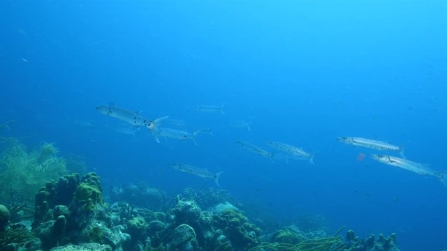 Seascape of coral reef in the Caribbean Sea around Curacao at dive site Scooter with school of Barracuda, corals and sponges