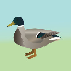 Male wild duck