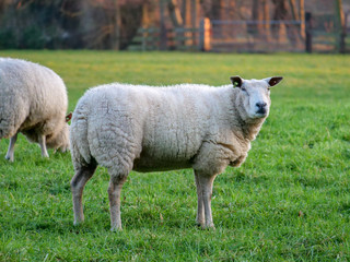 Obraz na płótnie Canvas Sheep sideview in winter fur