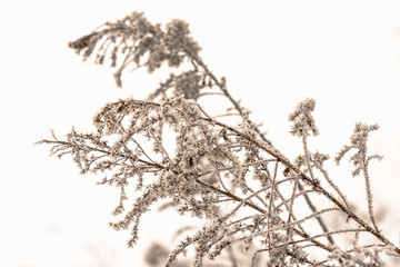 Nature background of frost covered plants