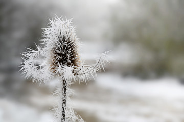 frozen flower of wild teasel (Dipsacus fullonum) with ice needles in the hoar frost in winter, copy space, selected focus, narrow depth of field