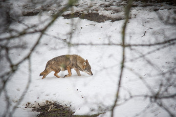 Naklejka premium parco nazionale d'Abruzzo