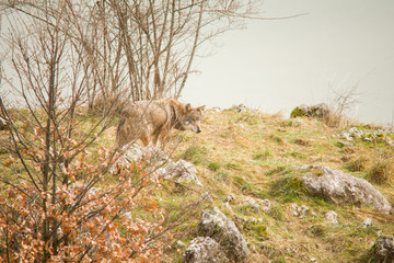 Fototapeta premium parco nazionale d'Abruzzo