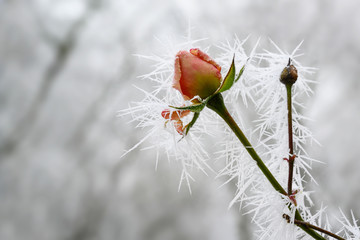 rose bud with long frozen ice needles from the winter hoar frost in winter, greeting card for...