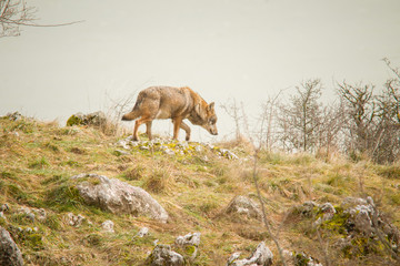parco nazionale d'Abruzzo