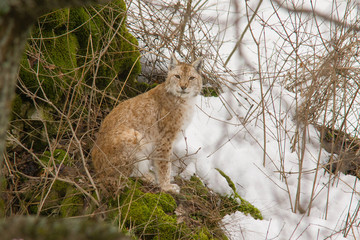 parco nazionale d'Abruzzo