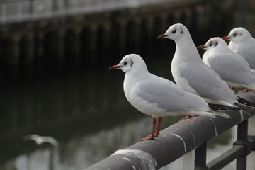 Seagulls