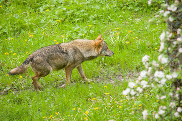 parco nazionale d'Abruzzo