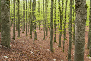 Obraz premium parco nazionale d'Abruzzo