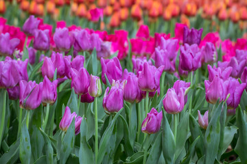 Fototapeta premium Colorful tulips flowers blooming in a garden. 