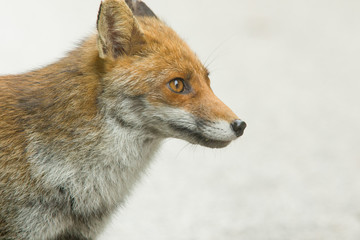 parco nazionale d'Abruzzo