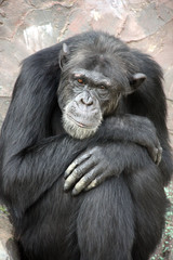 Portrait of a sad chimpanzee