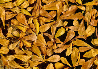Leaves of Autumn colours.