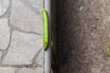 The big and small green worm (the green tea worm or the Caterpillar) is on the ground.