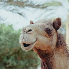 Portrait of smiling camel 