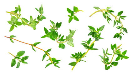 Thyme fresh herb isolated on white background with clipping path, collection
