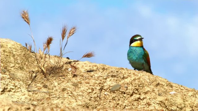 Abejarucos en tierra, posados y cebas