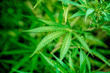 beautiful green bush cannabis bust