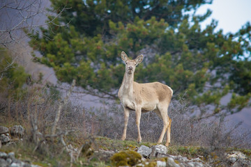 parco nazionale d'Abruzzo