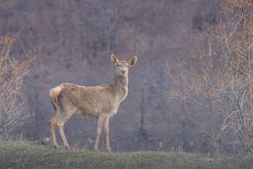 parco nazionale d'Abruzzo