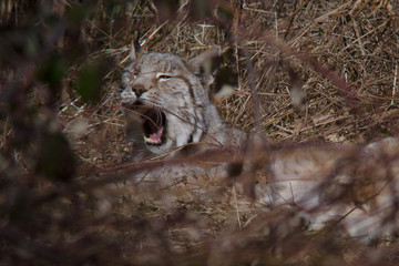 parco nazionale d'Abruzzo