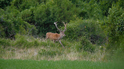 parco nazionale d'Abruzzo