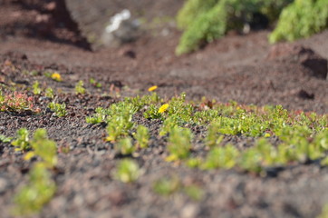Fiori in montagna