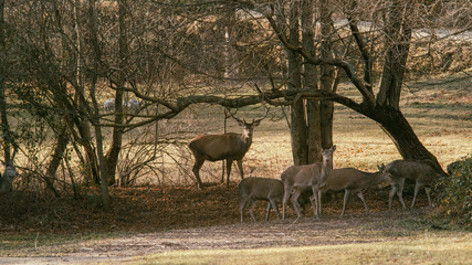 parco nazionale d'Abruzzo