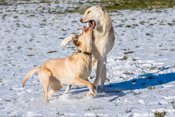 Hunde spielen im Schnee