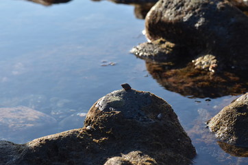 Pozzanghere con conchiglie