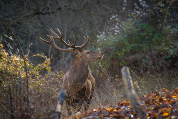 parco nazionale d'Abruzzo