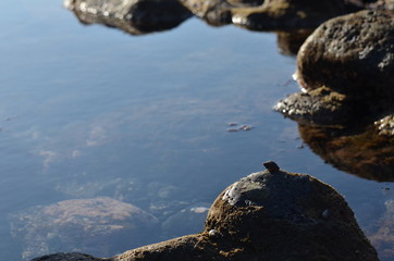 Pozzanghere con conchiglie