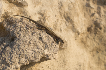 The sand lizard (Lacerta agilis) is a lacertid lizard. An old lizard resting on a rock on a Sunny day. The wise reptile, enjoy the passing life.