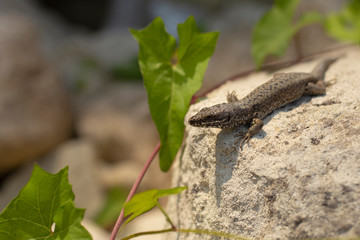 The sand lizard (Lacerta agilis) is a lacertid lizard. An old lizard resting on a rock on a Sunny day. The wise reptile, enjoy the passing life.