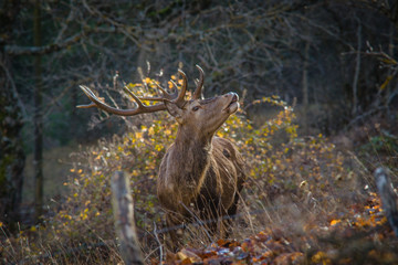parco nazionale d'Abruzzo